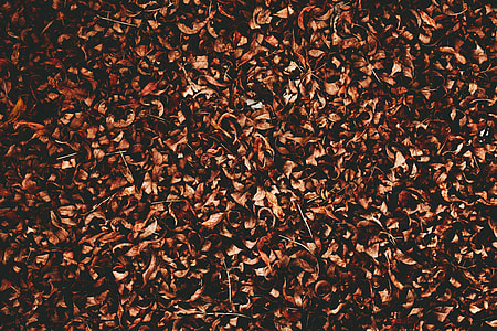 brown dried leaves on ground thumbnail