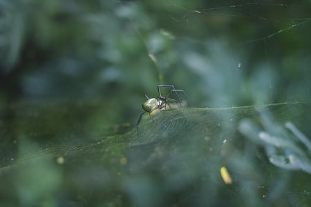 green and black spider on web thumbnail