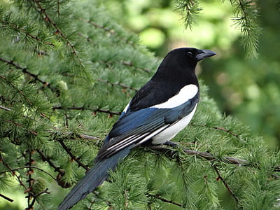 black bird perch on tree thumbnail