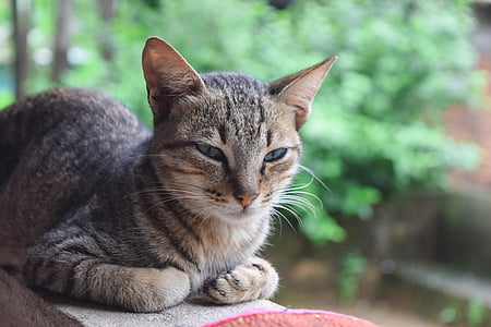 brown cat laying on fence thumbnail