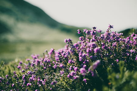 Purple Flowers thumbnail