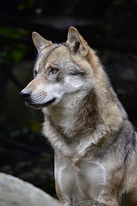 wolf, face, fur, close, wild animal, predator thumbnail