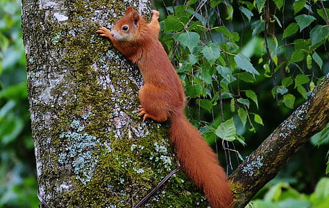 brown squirrel hanging on tree thumbnail