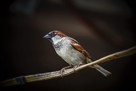 brown bird perching on branch thumbnail