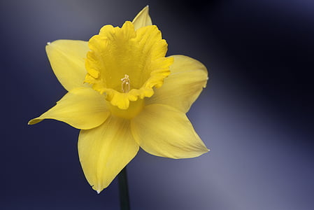 selective focus photography of yellow daffodil flower thumbnail