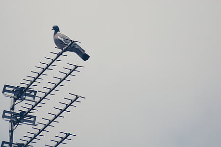 gray pigeon perching on antenna thumbnail