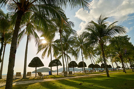 white chairs under palm tree near seashore thumbnail
