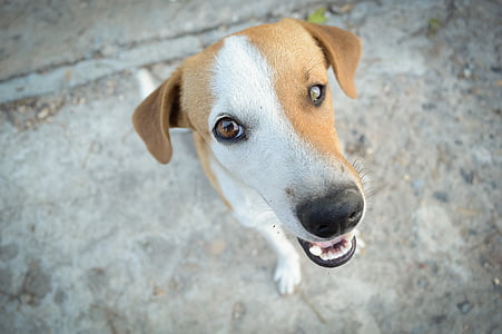 short-coat white and brown dog in close-up photography thumbnail