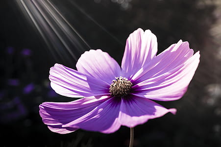 purple petaled flower at bloom thumbnail