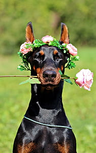 selective focus of adult rottweiler with pink roses thumbnail