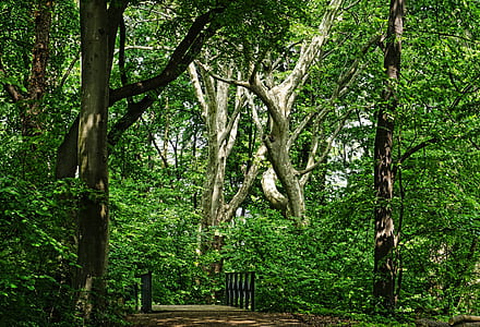 empty bridge surrounding trees thumbnail