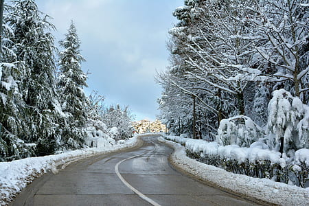 gray concrete roadway between green leaf trees covered by snow under white clouds at daytime thumbnail