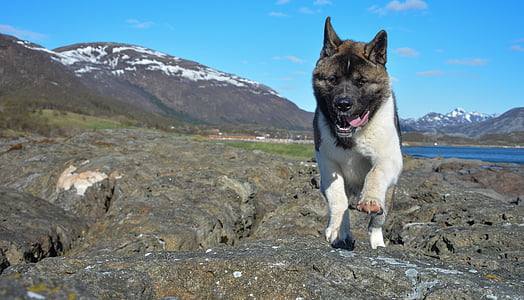 adult black sesame Akita thumbnail