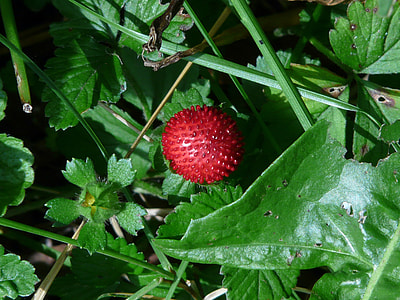 Indian Translucent Strawberry thumbnail