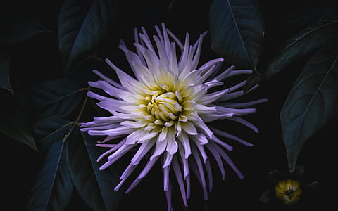 purple petaled flower thumbnail