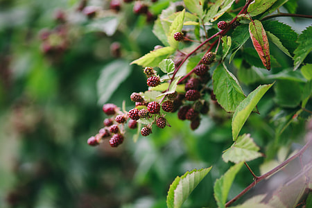 Flowers, fruits and vegetables in the garden thumbnail