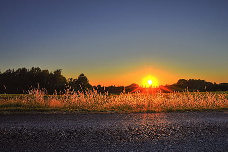 Silhouette of Grass Field and Trees thumbnail