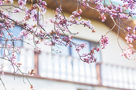 Pink spring flowers thumbnail