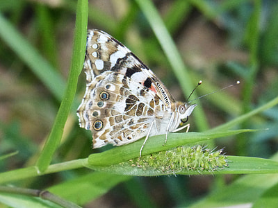 Butterfly, Vanessa Cardui thumbnail