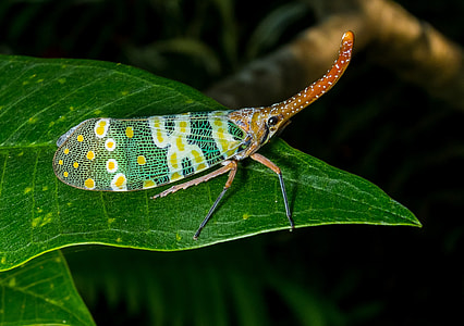 Canthigaster Cicada, Fulgoromorpha thumbnail