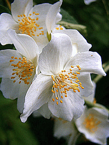 Summer Jasmine, Bauer Jasmin thumbnail