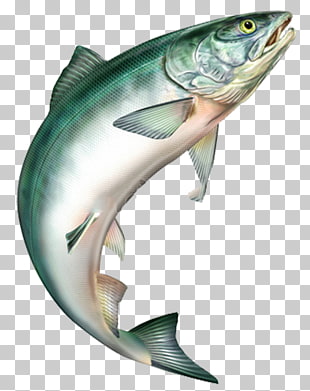 Sushi Salmon Rainbow trout Food, Jumping fish, gray fish illustration PNG clipart