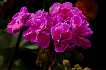 pink flowers thumbnail
