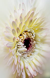 white and purple flower thumbnail