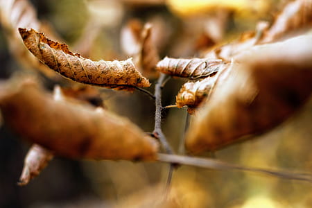closeup photo of dried leaves thumbnail