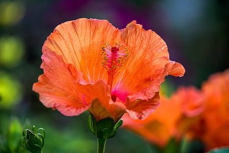 shallow focus photography of orange hibiscus flower thumbnail