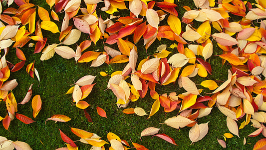 orange leaves on green grass field thumbnail
