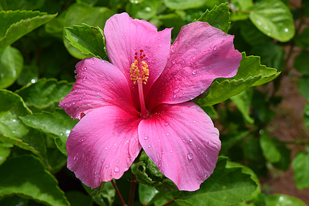 close-up photo of pink hibiscus flower thumbnail