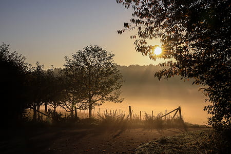 golden hour photography of trees thumbnail
