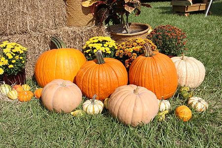 pumpkins on green grass thumbnail