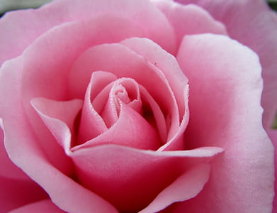 pink rose thumbnail