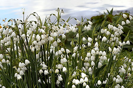 bunch of white flowers thumbnail