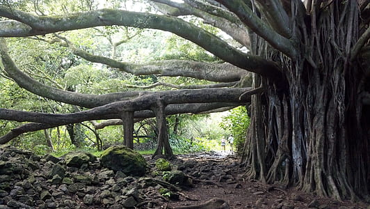 huge tree beside rocks thumbnail