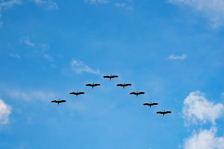eight flying birds in the sky thumbnail