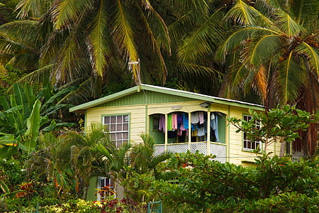 green and yellow wooden house surrounded by palm trees thumbnail