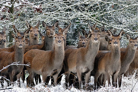 herd of brown llama thumbnail