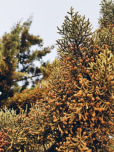 closeup photo of pine trees thumbnail