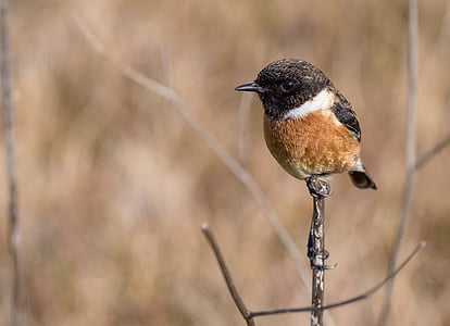 brown and black bird standing on branch thumbnail