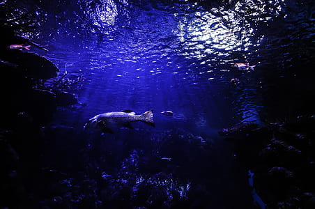 gray fish swimming on sea thumbnail