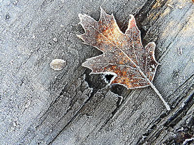 brown and yellow leaf on board thumbnail