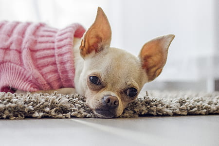 adult beige Chihuahua . thumbnail