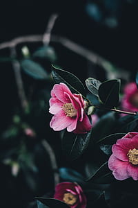 pink anemone flower selective focus photography thumbnail