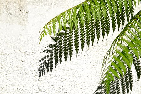 green leaf thumbnail