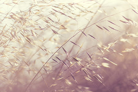 shallow focus photography of wheat field thumbnail