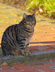tabby cat sitting on concrete brick close-up photo thumbnail