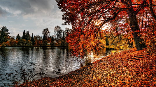 brown leafed tree near water thumbnail